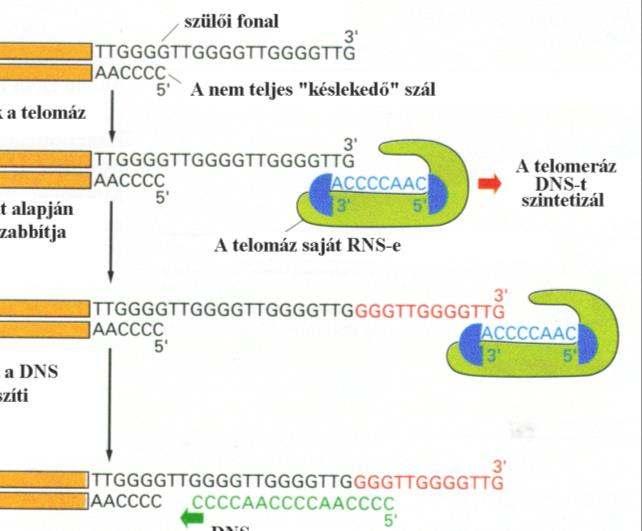A sejtciklus szabályozása 9 Miután nem tudnak tovább kapcsolódni, így a rövidülés során lassan elvesznek a kromoszómák végéről azok a speciális fehérjék, amelyek a telomerek jellegzetes