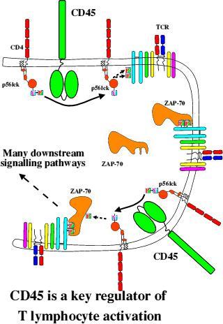 CD45