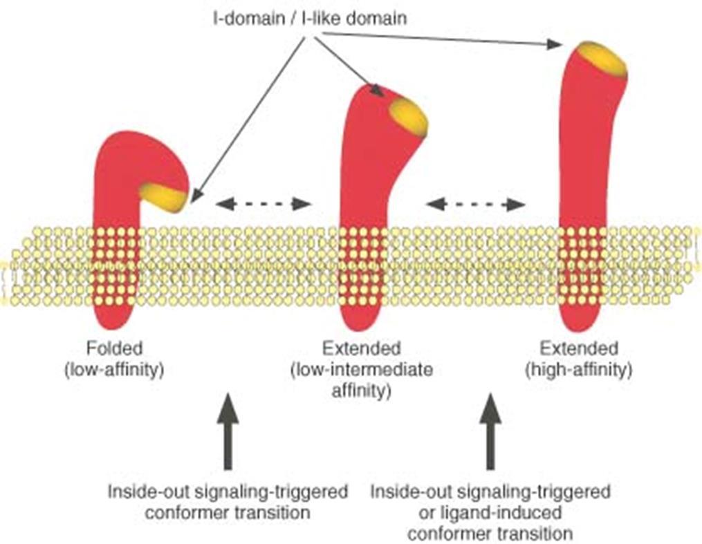 Az adhéziós molekulák aktivációja Lymphocyte