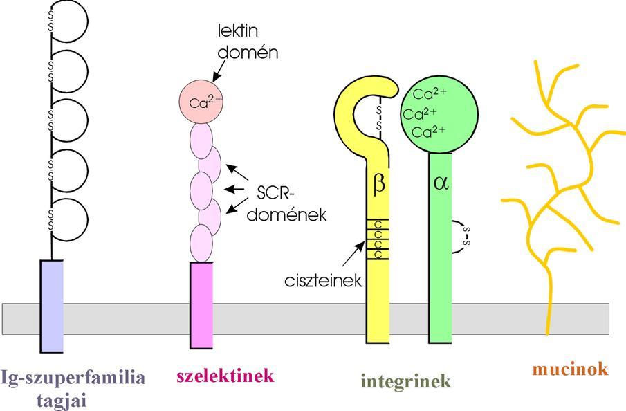 Adhéziós molekula családok egyéb akcesszórikus molekulák CD2 CD4 CD8 B7 CD28 CTLA 4 ICAM L selectin