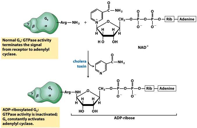 Heterotrimer G-fehérjék és betegségek Kolera-toxin (Vibrio cholerae): heterohexamer fehérje (A 1 B 5 ) B alegység köt epiteliális sejtmebrán G M1 gangliozidhoz, A alegység bekerül a sejtbe és egy kis