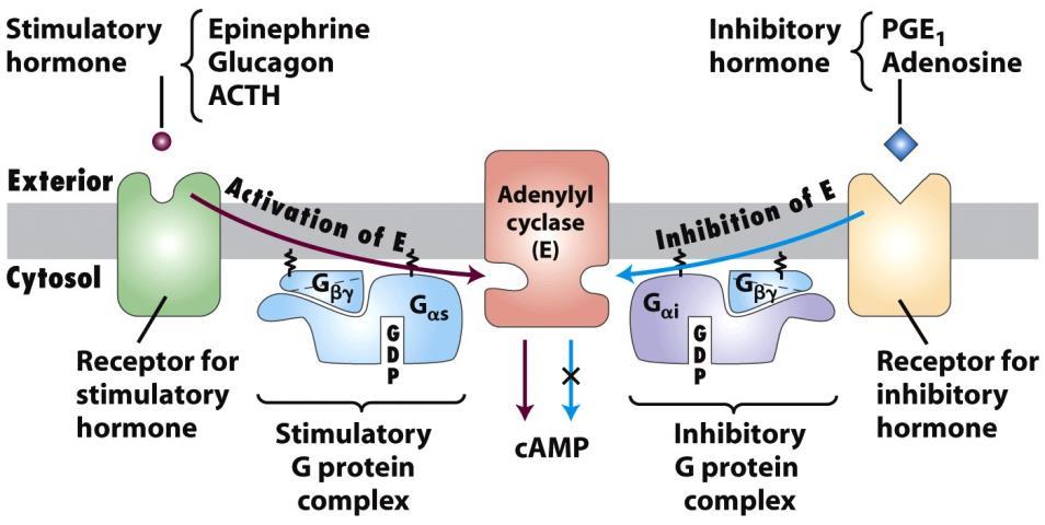 Adrenalin (glukagon)/camp útvonal Adrenalin + β-adrenerg receptor (glukagon + glukagon r.