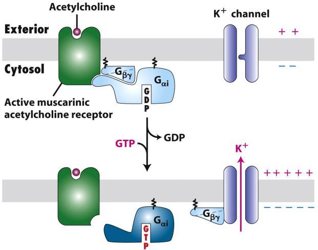 Ioncsatorna szabályozó GPCR Muszkarinos acetilkolin (ACh)-receptor (metabotróp rec.