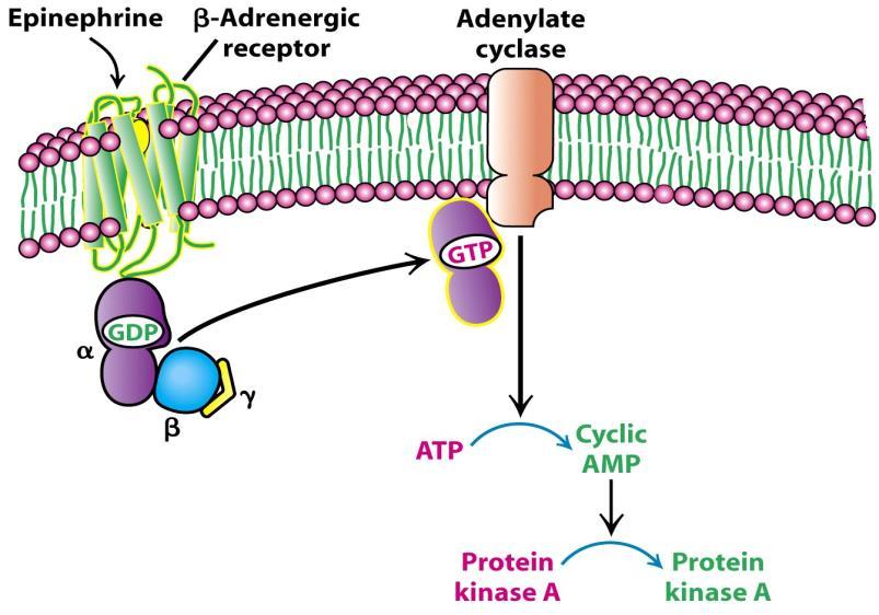 receptor adenilátcikláz (AC)