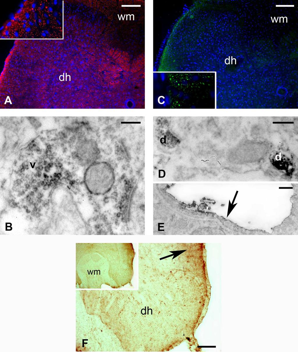 18. ábra: VGLUT1, P2Y 1 és P2Y 13 receptorok kimutatása patkány gerincvelıben. (A) VGLUT1 immunfluoreszcens festés a gerincvelı nyaki szakaszának keresztmetszeti szeletén.
