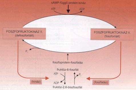 A májsejtekben a glukagon hatása a glikolízisre és a glukonogenezisre a fruktóz-2,6- biszfoszfát szintjének változásán keresztül érvényesül.