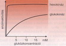 Szabályozás a hexokinázon és a glukokinázon keresztül glukóz + ATP glukóz-6-foszfát + ADP Hexokináz: eltérı szöveti izoenzimek, mindegyik esetben: - K M < 1 mm -
