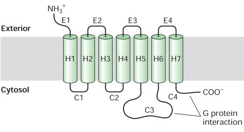 A G-fehérje-kapcsolt receptorok Ligandjaik: - hormonok - neurotranszmitterek - autokrin/parakrin faktorok - fotonok (látás), - kis molekulák (szaglás, ízlelés) -Konzervált szerkezet, ez a legnagyobb