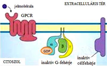 heterotrimer G-fehérje