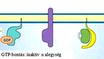 inaktiválódás d) Az aktív