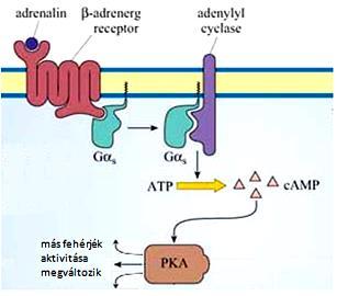 A Gα s -típusú G-fehérje az adenilát-ciklázt aktiválja camp hírvivő