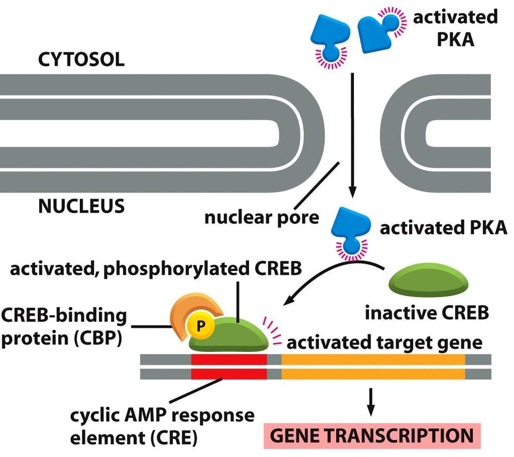A protein kináz A (PKA) génkifejeződéssel járó változásokat is indukálhat PKA: szerin-treonin kináz A PKA