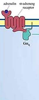A Gα q -típusú G-fehérje a foszfolipáz C β-t aktiválja diacil-glicerol (DAG) és IP 3 Ca 2+ hírvivő keletkezik adrenalin