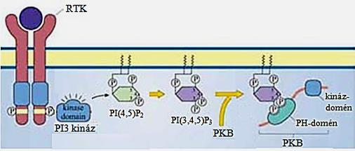 A tirozin kináz receptorok (RTK) által közvetített jelátvitel másik tipikus példája az inzulin-útvonal PI3K (foszfatidil-inozitol 3-kináz): az aktív receptorhoz kötődik, aktiválódik, és PI(4,5)P 2