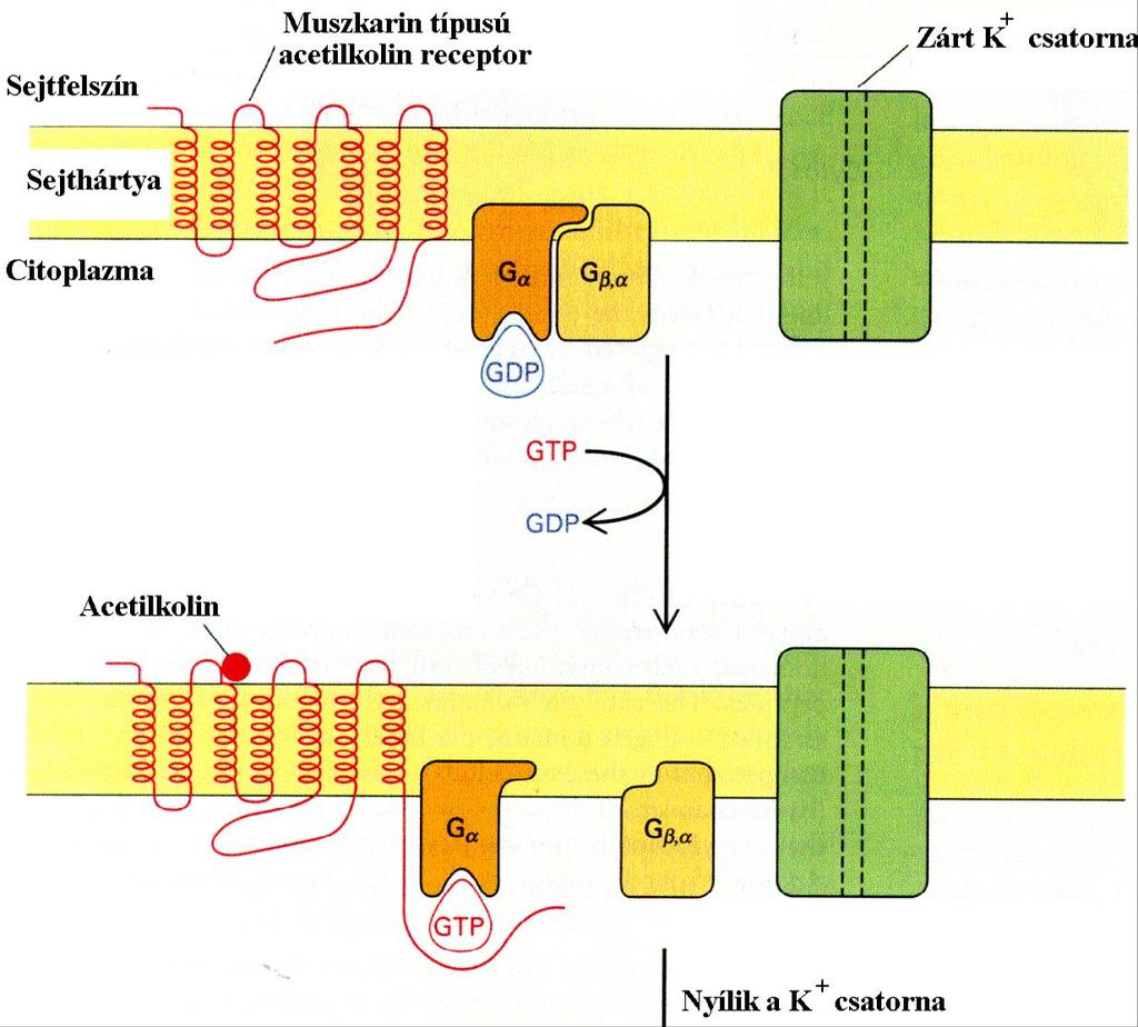A muszkarin típusú acetilkolin receptor