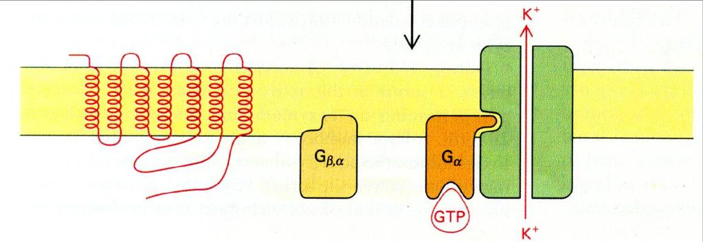 szabályoz ok G-fehérjék aktiválásával K +