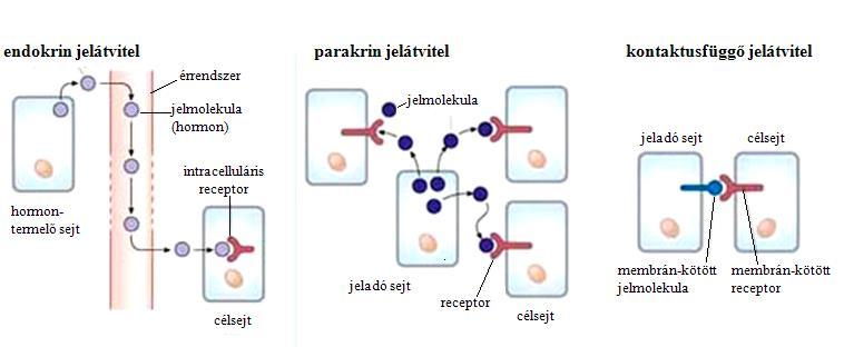 A jelátvitel típusai a jeladó sejt és a jelet fogadó célsejt távolsága alapján speciális típusok: autokrin jelátvitel jelátvitel