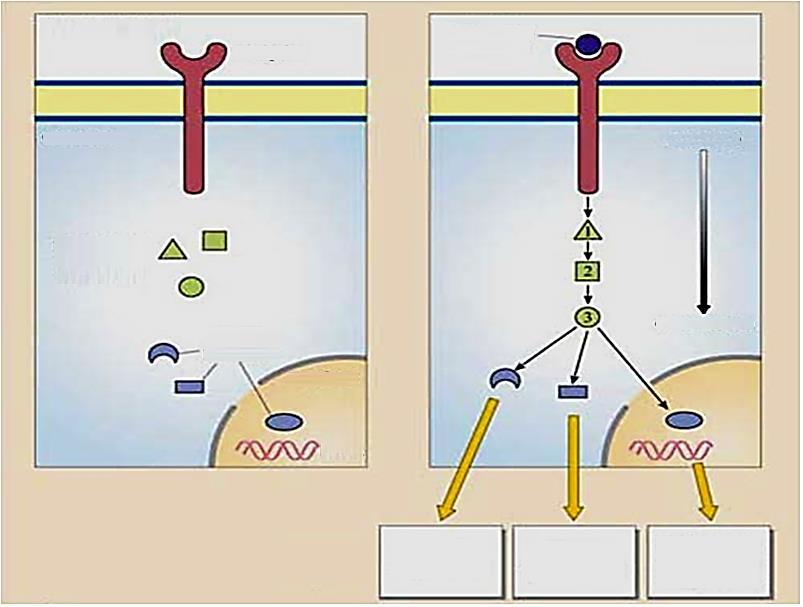 A sejtfelszíni receptorok a ligandkötés hatására események láncolatát indítják be a citoplazmában EXTRACELLULÁRIS TÉR jelmolekula receptor sejtmembrán CITOSZOL
