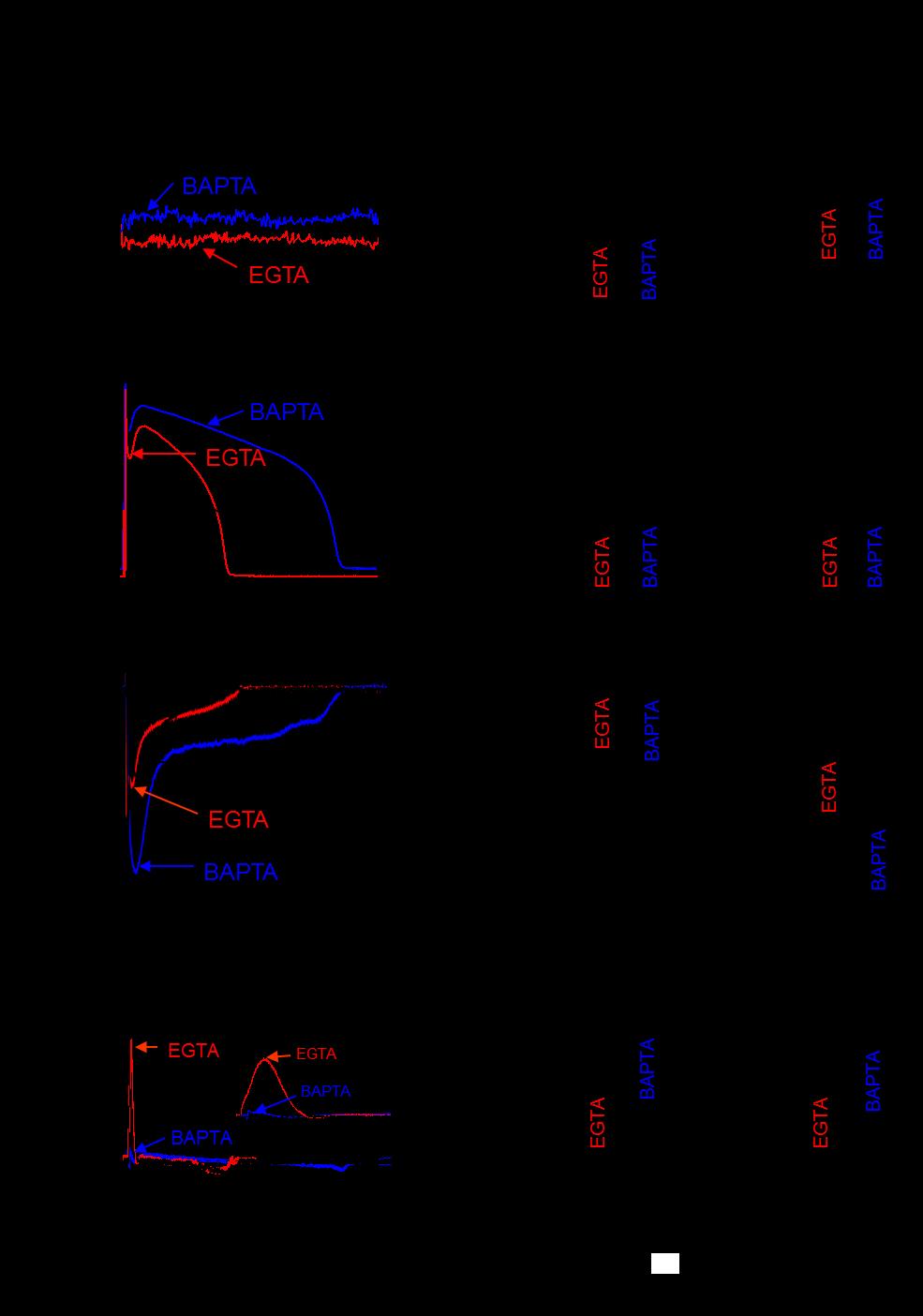 13. ábra A ICl(Ca) akciós potenciál alatti lefutásának vizsgálata akciós potenciál-clamp technikával (A) Reprezentatív Ca 2+ tranzienseket kontroll körülmények