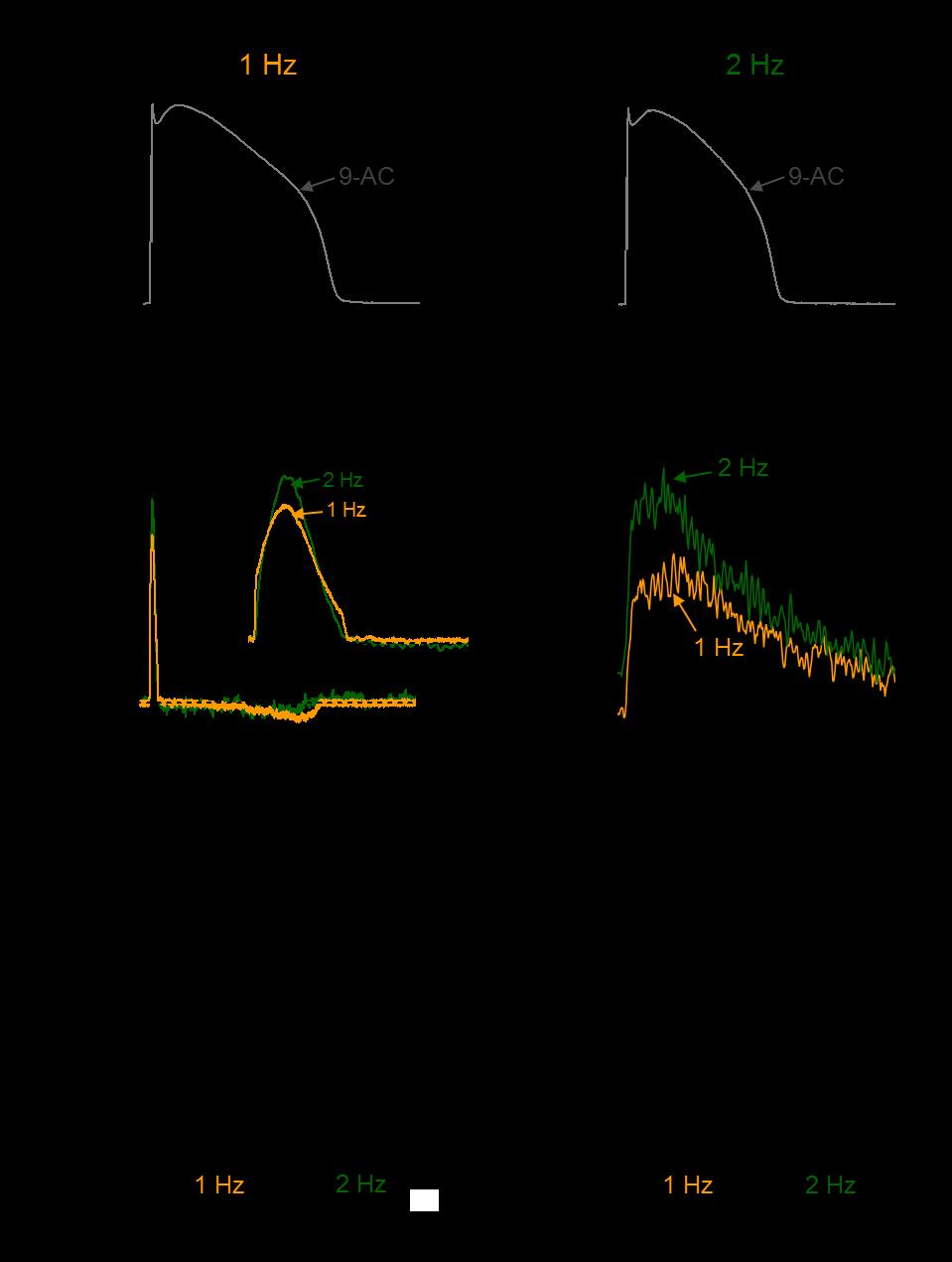 15. ábra Az ingerlési frekvencia változtatás hatása a ICl(Ca)-ra akciós potenciál clamp körülmények között A sejt saját, 1 Hz (A) és 2 Hz (B) ingerlési frekvencián mért