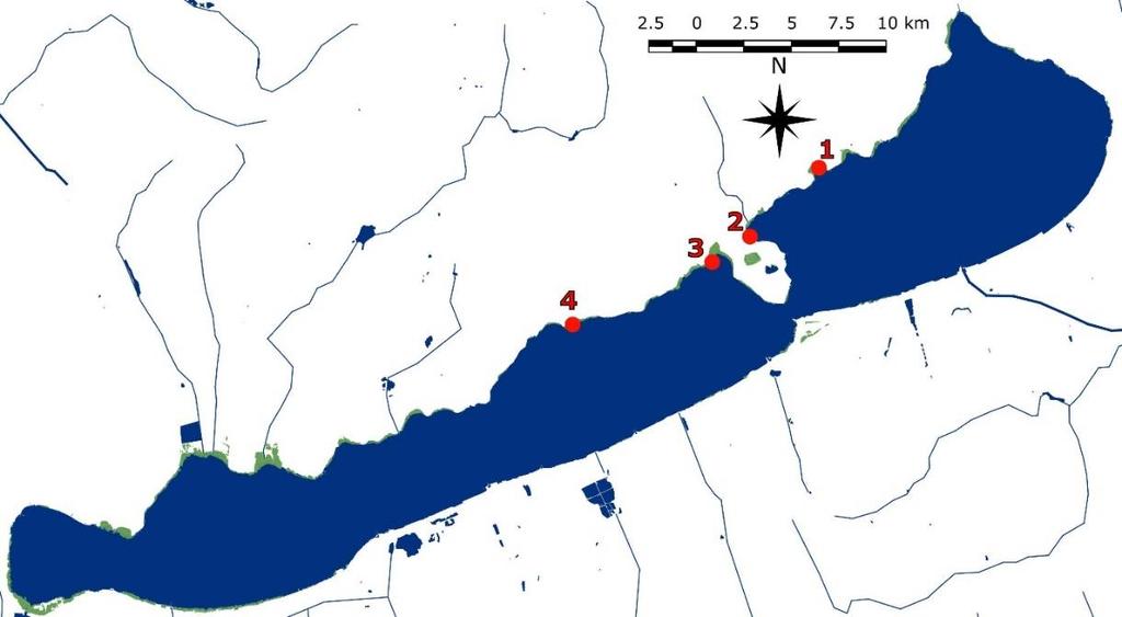 Bevezetés Tóth A nád (Phragmites australis (Cav) Trin Ex Steudel) bolygónk egyik legkozmopolitább faja, a nádas (Scirpo-Phragmitetum) társulásnak a leggyakoribb tagja, az édesvízi tavak littoráljának