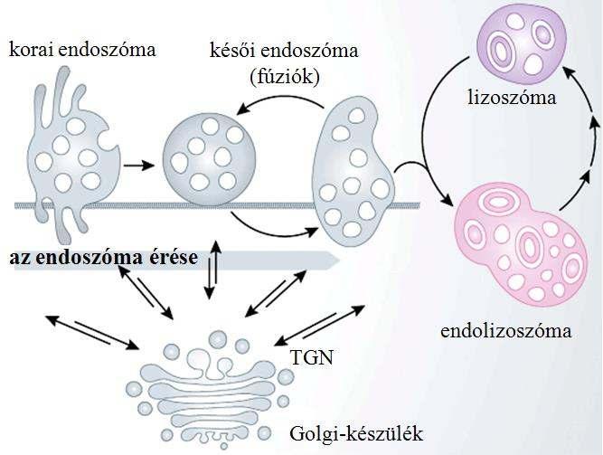 Tehát valamilyen módon a késői endoszóma membránjáról befelé, a lumen irányába - azaz a citoplazmából nézve kifelé - történik lefűződés. generálásának.