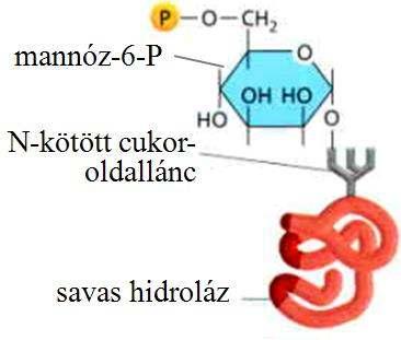 Transzportfolyamatok II.
