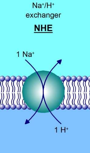 Na + /H + kicserélő 1 (NHE1) elektroneutrális NHE1 minden sejtben phi