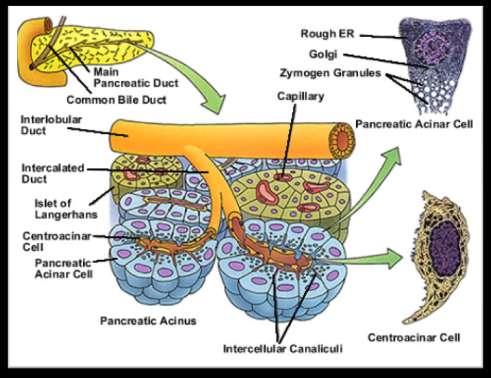 A pankreász morfológiája exokrín/endokrín mirigy acinusok és duktuszok acinus: durva ER sima ER sejtmag Golgi apparatus szekréciós