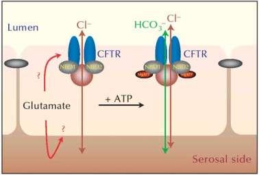 CFTR cystic fibrosis ATPbinding cassette (ABC) transporters superfamily anion csatorna