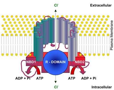 CFTR makromolekuláris komplex nuclear binding domén (NBD) Rdomén CF