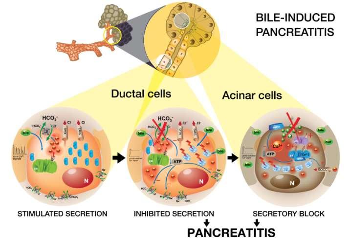 Venglovecz V et al. Gut 2008;57:110212. Ignath I. et al. Pancreas 2009;38:9219.