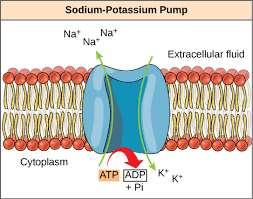 Na + /K + ATPáz 3 Na + cseréje 2 K + ra Na + and K +