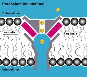 K + csatornák Ca 2+ aktiválta K +