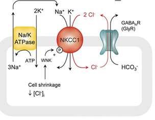 Na + /K + /2Cl kotranszporter NKCC1 minden sejtben expresszálódik sejt zsugorodás aktiválja sejttérfogat