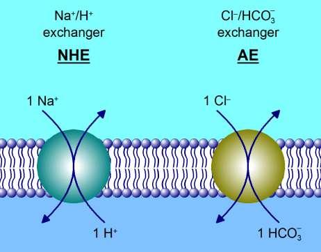 Na + /H + and Cl /HCO 3 NHE1 és AE2 citoplazmikus ph szabályozás sejten belüli ph változás