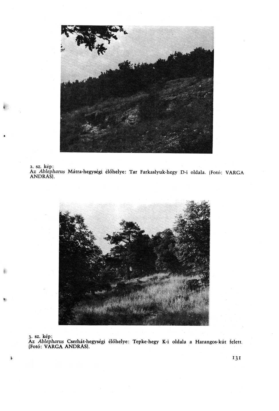 % 2. sz. kép: Az Ablephaius Mátra-hegységi élőhelye: Tar Farkaslyuk-hegy D-i oldala. (Fotó- VARGA ANDRÁS). 3. sz. kép: Az Ablephaius Cserhát-hegységi élőhelye: Tepke-hegy K-i oldala a Harangos-kút felett.