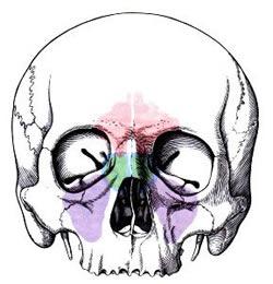 SINUS PARANASALES (Az orr melléküregei) Sinus frontalis Sinus sphenoidalis Sinus