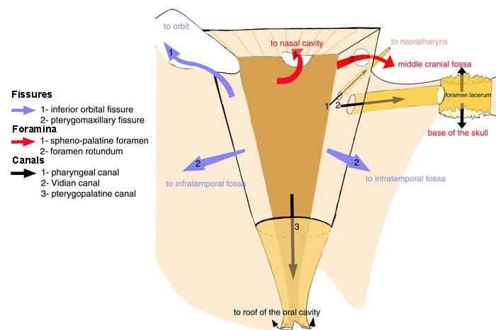 FOSSA PTERYGOPALATINA ÖSSZEKÖTTETÉSEI FISSURA - k Fissura orbitalis inferior (1) Orbita felé Orrüreg felé Fossa cranii media Fissura pterygomaxillaris (2) FORAMEN - ek Foramen sphenopalatinum