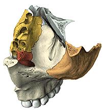 frontalisa (3) Os lacrimale (4) Os ethmoidale lamina orbitalisa (5) 10 9