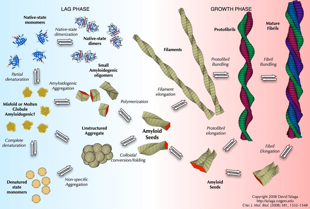 Amiloid szálak szerkezete 6-12 nm vastag szálak egyenes elágazásmentes stabil megfelelően festődő kereszt β redős Amiloid plakk szerkezeti hierarchiája β-redő kialakulása