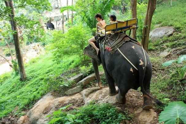 februárban virágzik. Elefánt trekking, long tail boat (tradicionális thai hosszúfarkú csónak) kirándulás, kajakozás a Cheaw Lan tavon, úszás, pihenés, éjszakai szafari és csodás látnivalók.