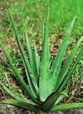 sodaszerek-e az Aloe vera készítmények? Barackmaggal a rák ellen? Az Aloe vera egy újabban felkapott gyógynövény (1. ábra). Külsőleg (gélként) és belsőleg (italként) is ajánlják.