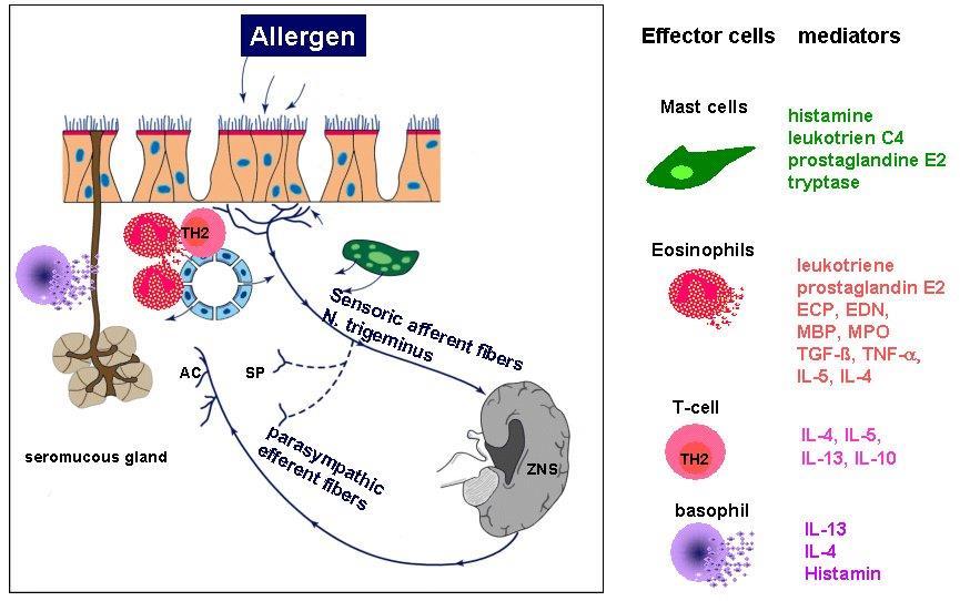 5 Az epithel és az endothel sejtek is aktív szereplői az allergiás gyulladásnak: felszínükön adhéziós molekulák expressziója figyelhető meg, és jelentős mértékben termelnek maguk is citokineket.