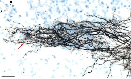 Kalibrációs vonal: 50 µm. 7.