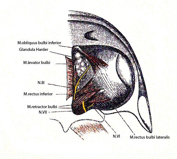 12. ábra: A béka szemmozgató idegeinek anatómiai viszonyai oropharyngealis irányból, a szájnyálkahártya átvágása után, a n. trochlearis mélyebb rétegekben található (Gaupp, 1896).