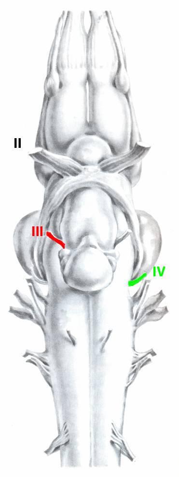 oldatot (4% paraformaldehid 0,1 M foszfát pufferben oldva, ph 7.4) is. 13. ábra: A contralateralis szemmozgató agyidegek fluoreszcens kettős jelölése;piros- RDA, zöld- FDA.