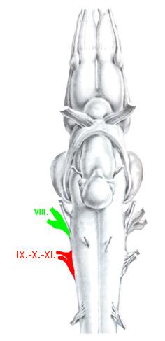 készítettünk. Az RDA-val és a FDA-val jelölt részek kapcsolatának feltérképezése 1 µm vastag optikai szeletek készítésével történt.