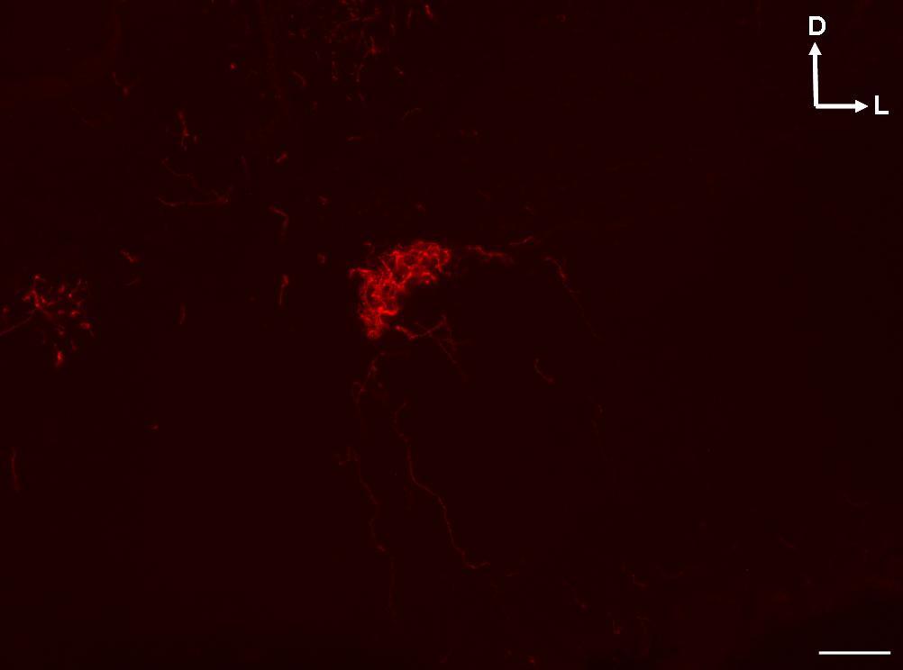 ábra: Fluoreszcens mikroszkópos felvétel a n. trochlearis (FDA) magjának szintjében, agytörzs keresztmetszetben. Kalibrációs vonal: 50 µm. 17.