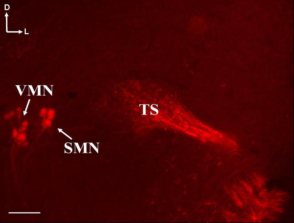 vestibulocochlearis (FDA). Kalibrációs vonal: 50 µm. 26.